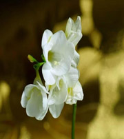 白沙十二生肖看看你的幸运数字是什么吧！