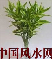 白沙十二生肖养什么植物最旺财运？你知道吗！
