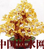 白沙买了招财植物却不能发财，是方位摆错了！